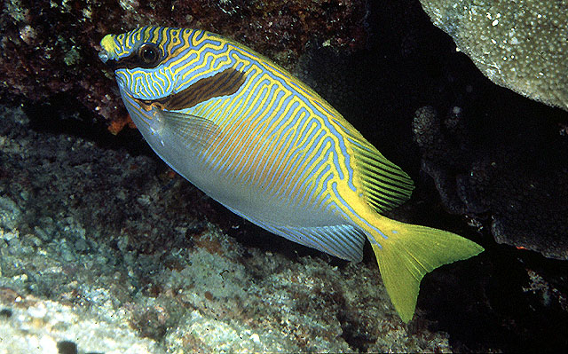  Siganus doliatus (Barred Spinefoot Rabbitfish)